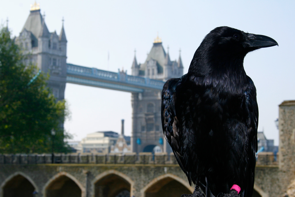 Legend has it that the Tower of London will fall if its resident ravens ever depart (photo credit: Michael Garnett, used under CC BY-NC-ND 2.0)