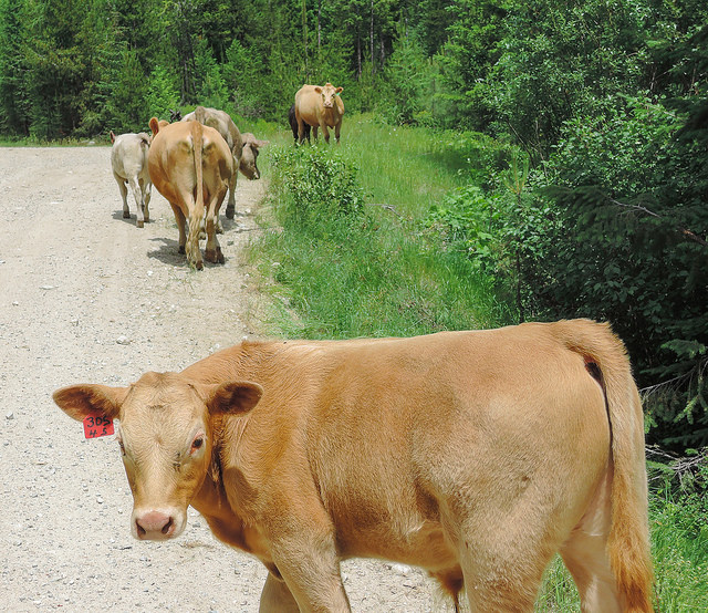 Cattle roaming in the Colville National Forest, home of the Profanity Peak pack (photo credit: Ed Suominen, used under CC BY-NC 2.0)