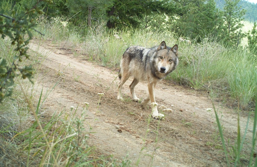 Grey wolf photographed in Washington state (photo credit: U.S. Fish and Wildlife Service, used under CC BY 2.0)