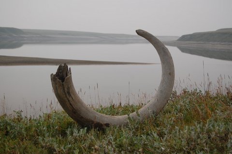Mammoth tusk uncovered in Taymyr, Siberia (photo credit: Johanna Anjar, www.anjar.nu) 