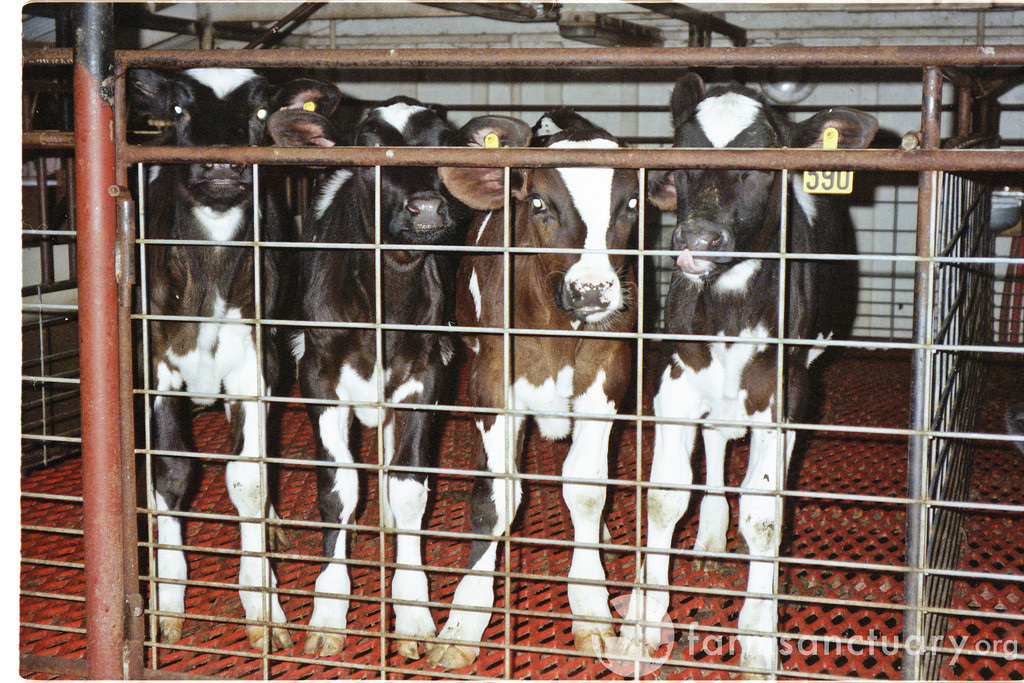 Male calves, by-products of the dairy industry, intensively raised and slaughtered young for cheap beef (photo credit: Farm Sanctuary, used under CC BY-NC-ND 2.0)