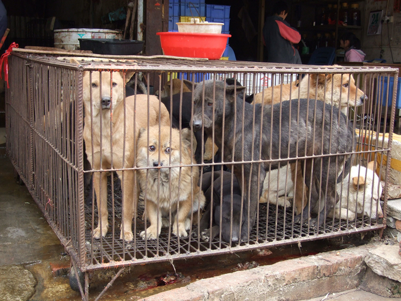 Chinese dogs awaiting slaughter for meat (photo credit: Animals Asia, used under CC BY-NC 2.0)