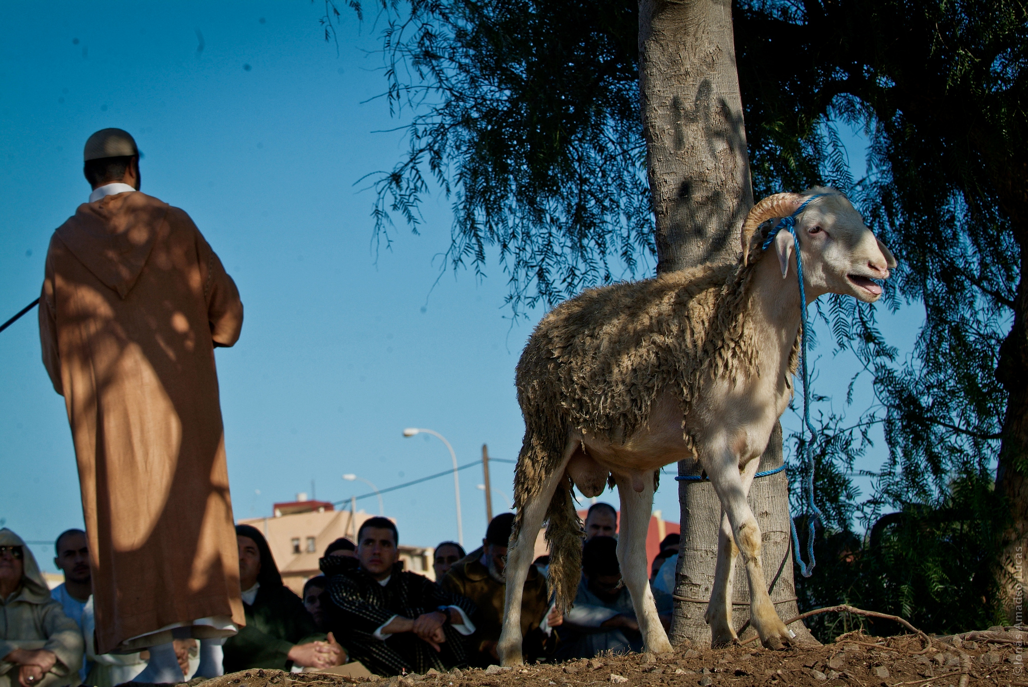 Ram awaiting sacrifice on the Eid al-Adha. Photo credit: TheAnimalDay.org, used under CC BY 2.0)