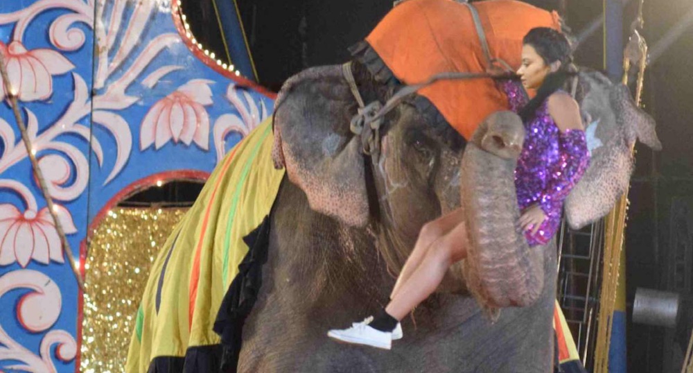 End Circus Suffering in India, says Asia for Animals