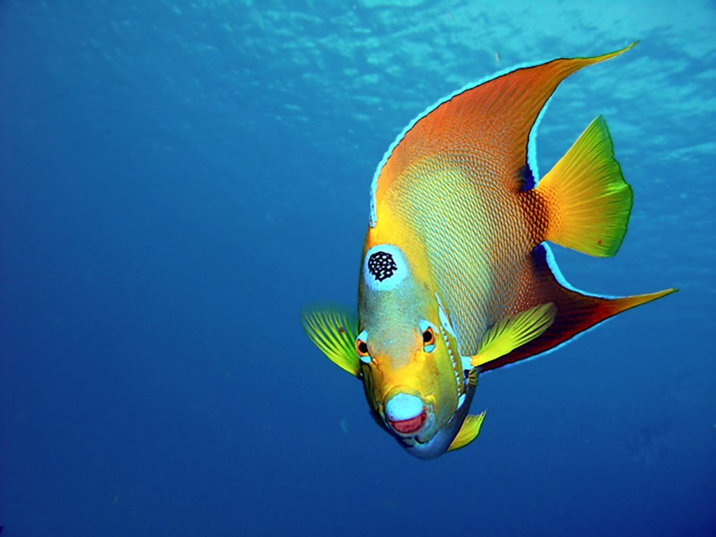 5 colorful fish you will see while snorkeling the Mexican Caribbean