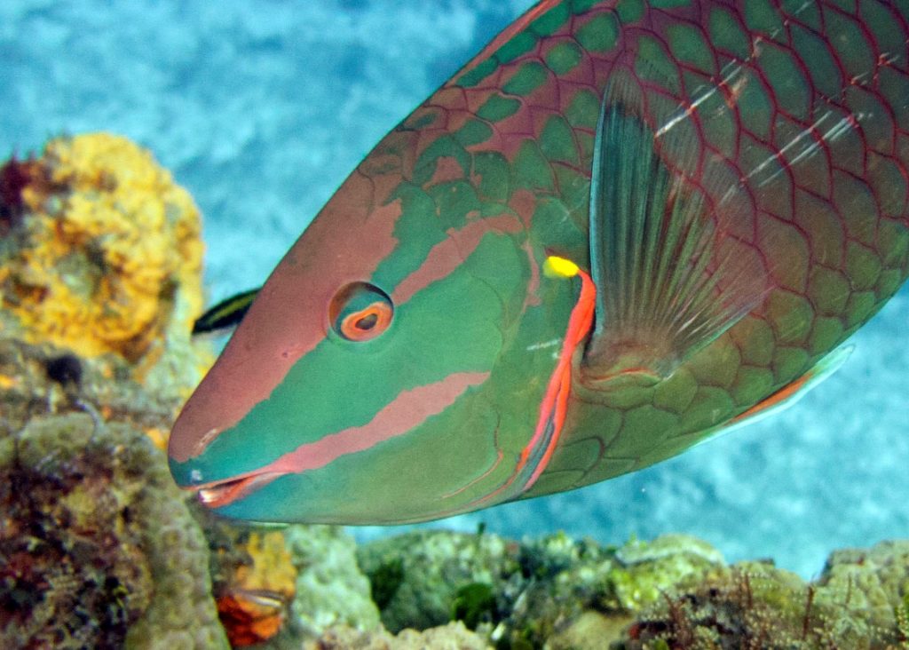 5 colorful fish you will see while snorkeling the Mexican Caribbean