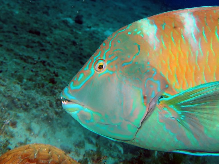 5 colorful fish you will see while snorkeling the Mexican Caribbean