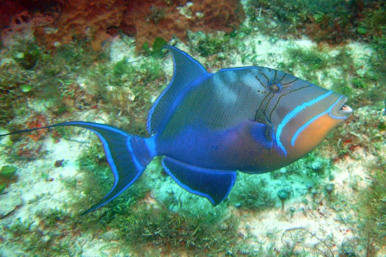 5 colorful fish you will see while snorkeling the Mexican Caribbean