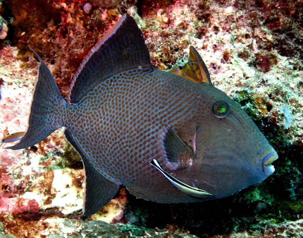 5 colorful fish you will see while snorkeling the Mexican Caribbean