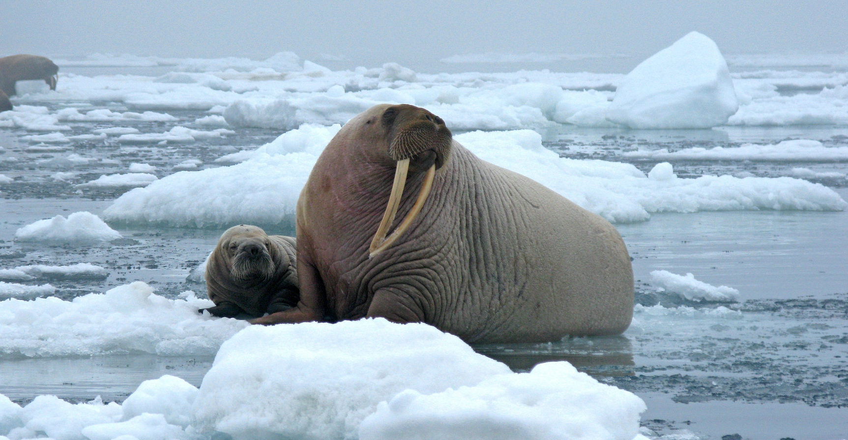 Белый медведь морж и тюлень природная зона. Антарктида морж. Морж арктических пустынь. Морж арктической пустыни. Моржи Северной Америки.
