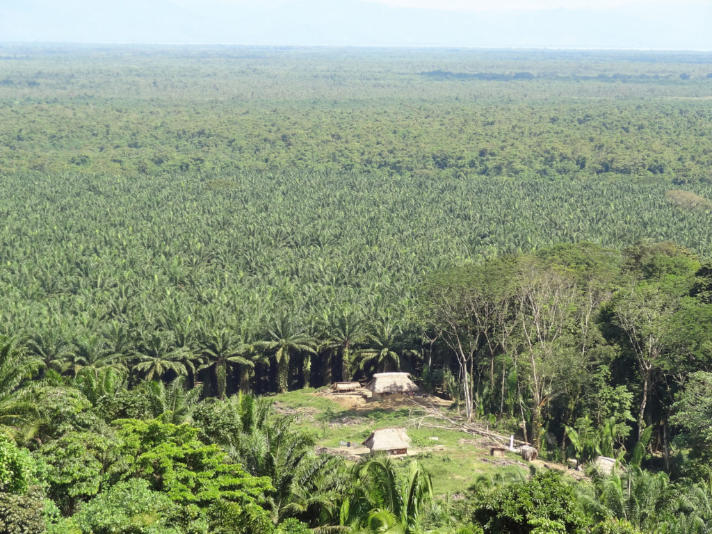 Palm Oil and Animal Rights: How you can combat the destruction of wild ...