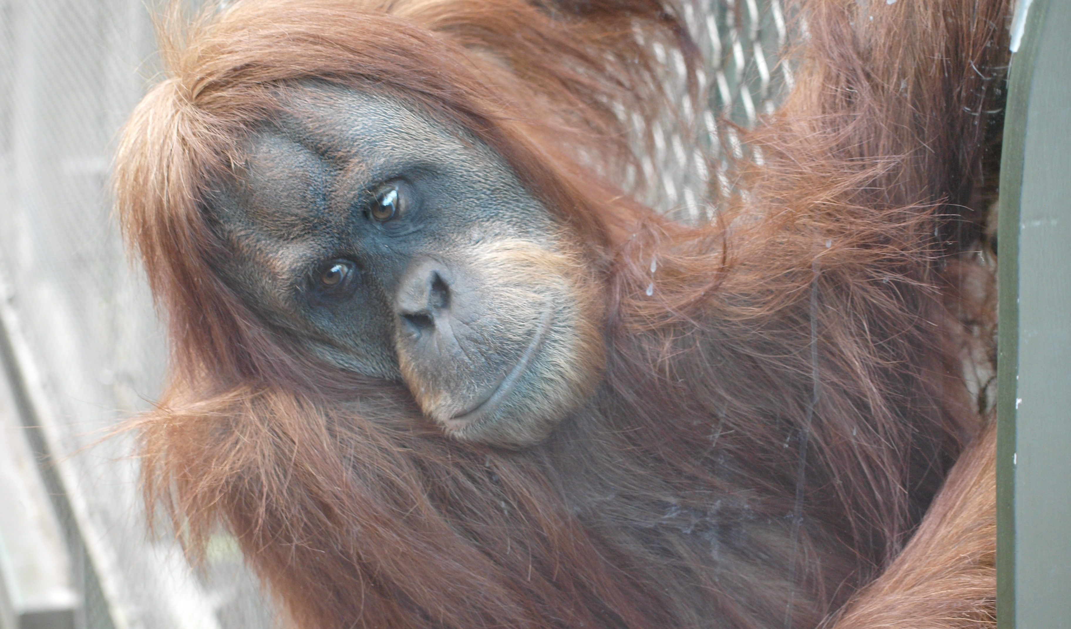 asia-for-animals-coalition-responds-to-cigarette-smoking-orangutan-at