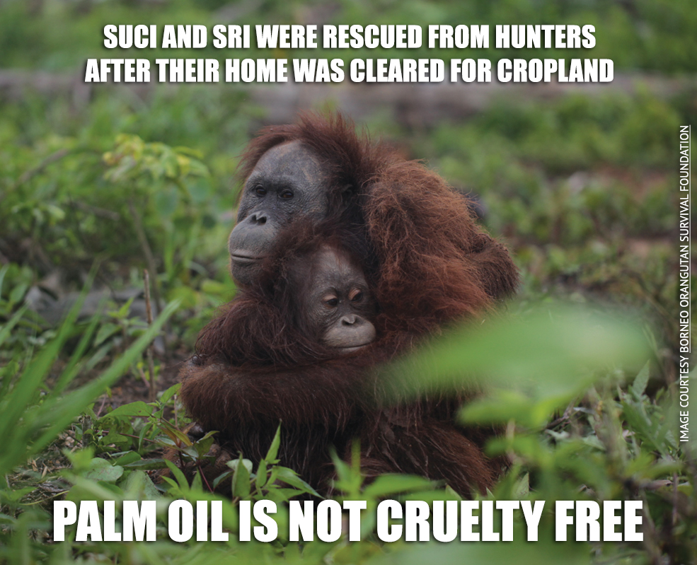 Help bring cat killer to justice call on Japan to strengthen anti