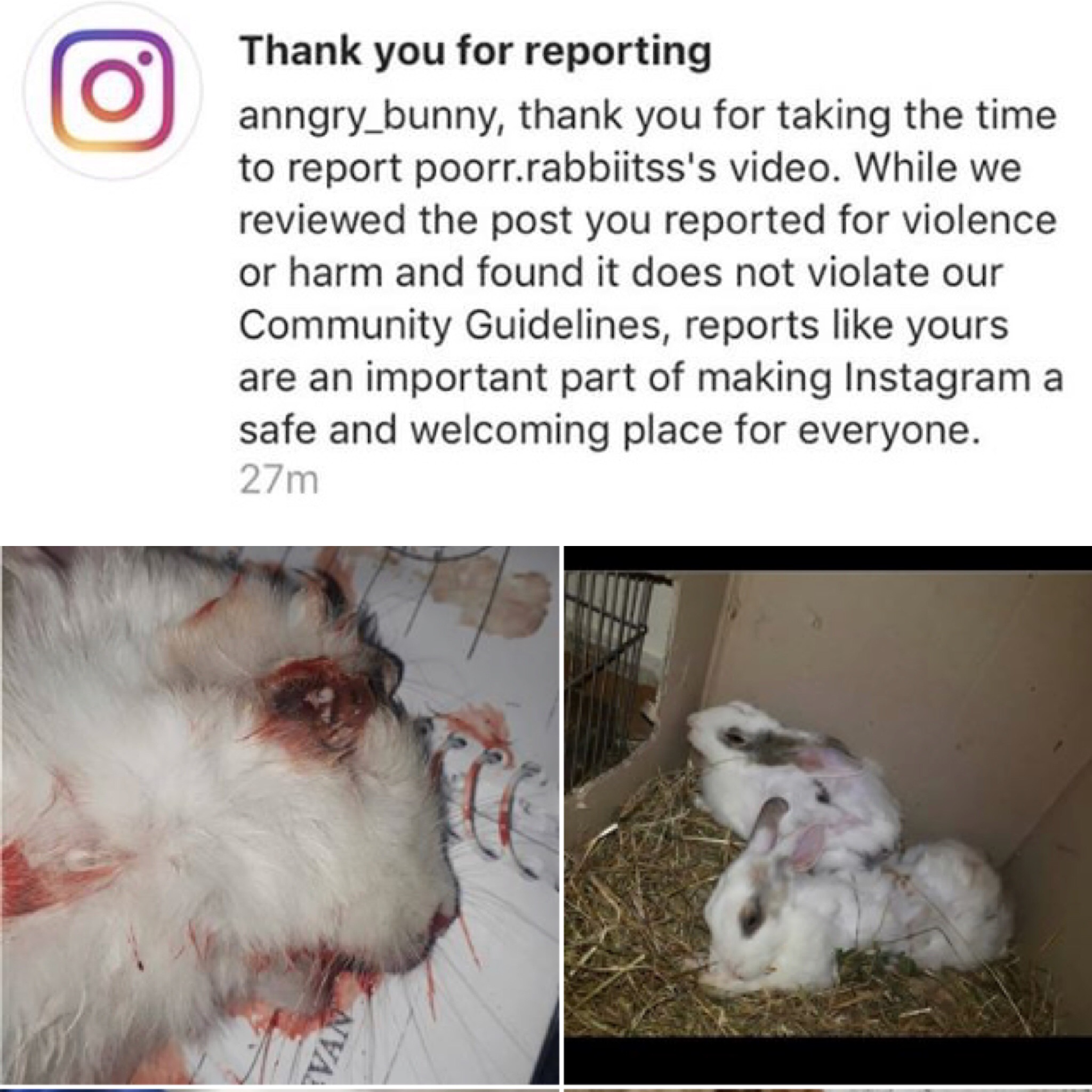 Demand Instagram Change Its Rules Against Animal Cruelty