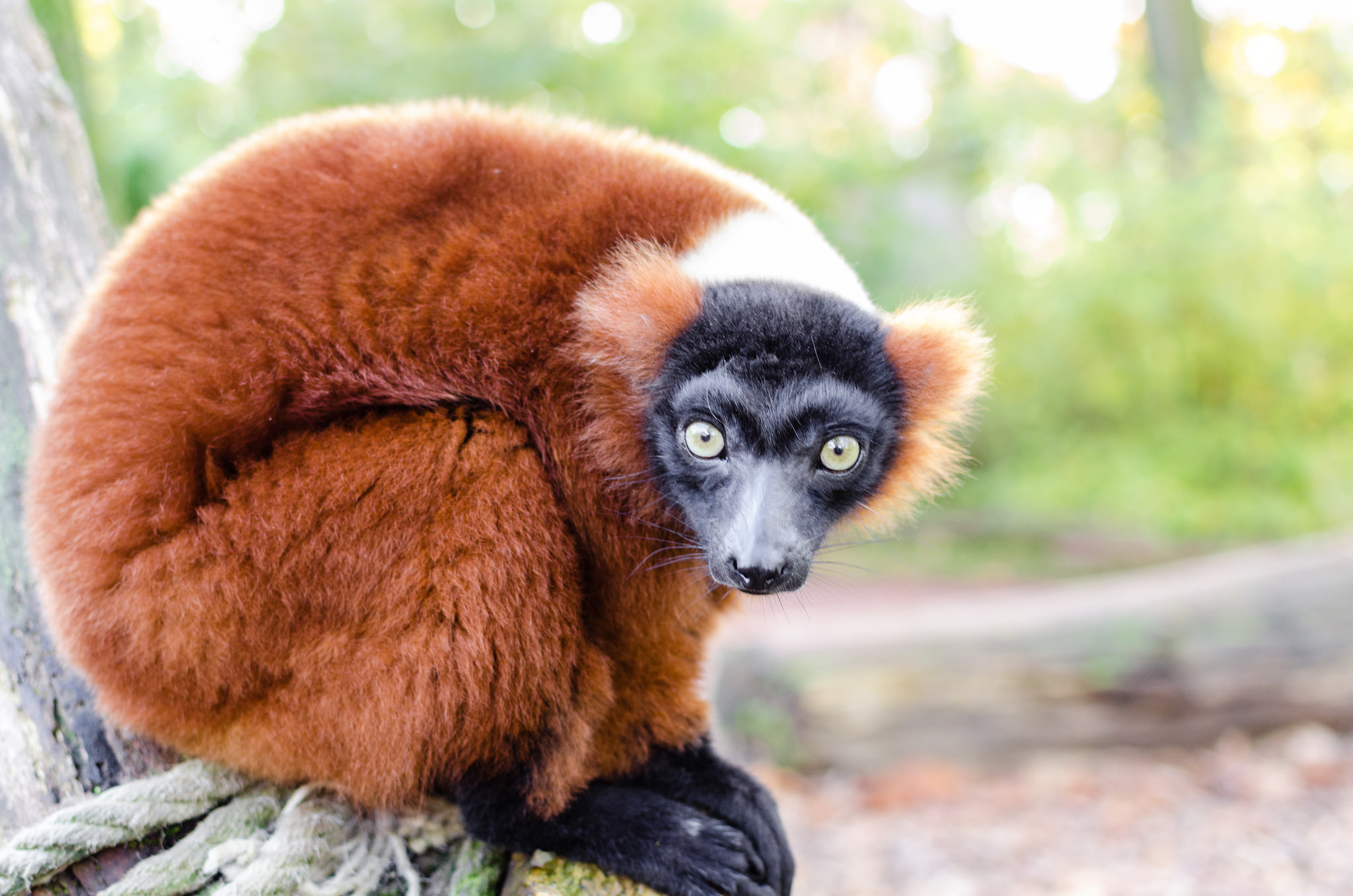 Lemurs Become The Most Endangered Group Of Mammals On Earth