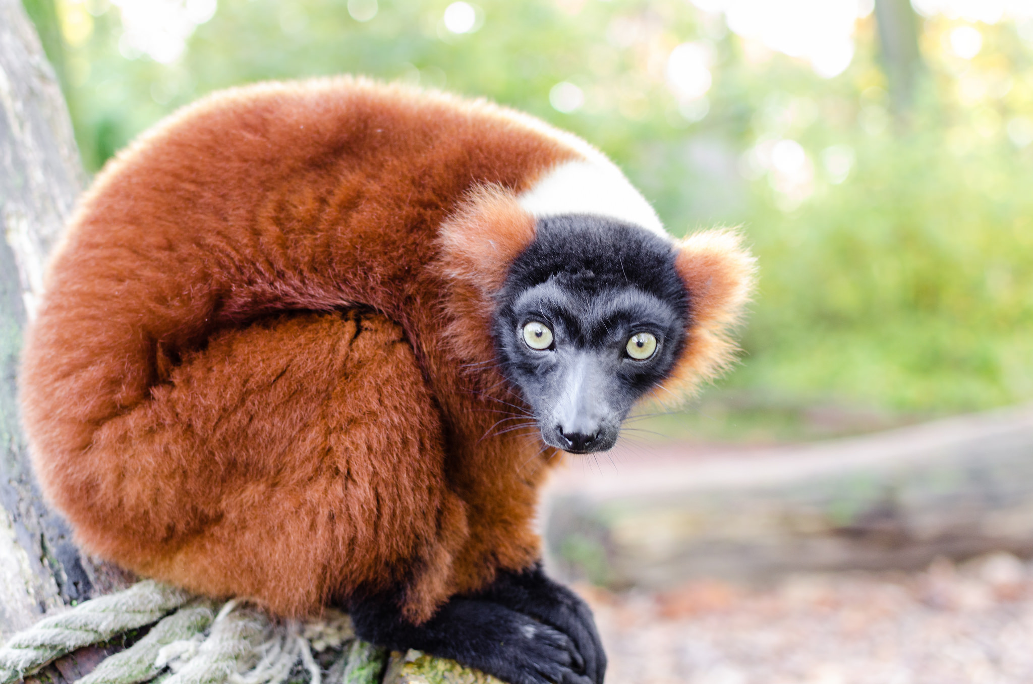 Lemurs become the most endangered group of mammals on Earth