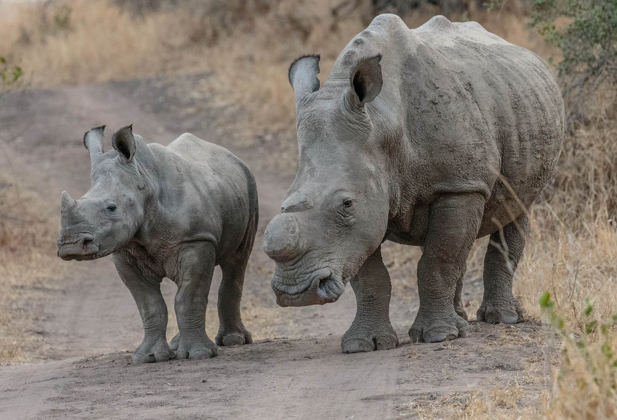 female african rhinoceros