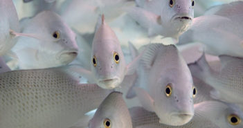 Another Perspective on Fish, Part One: Aquatic Animal Sentience