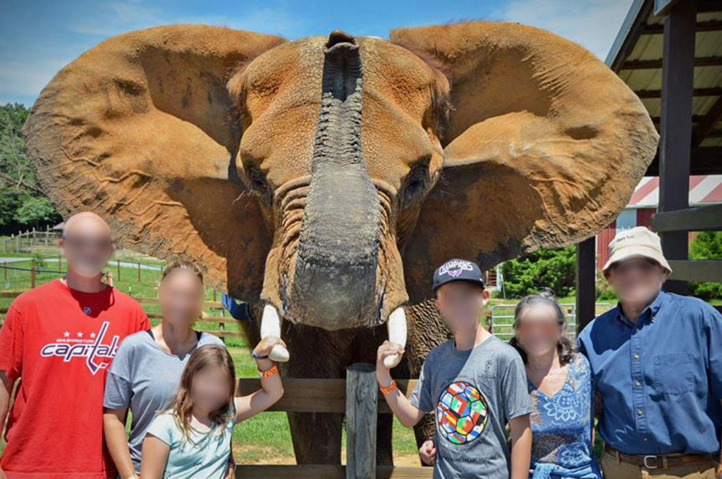 Bronx Zoo Tops List of Ten Worst Zoos for Elephants in North America