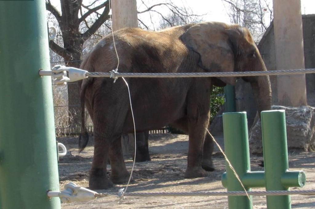Bronx Zoo Tops List of Ten Worst Zoos for Elephants in North America