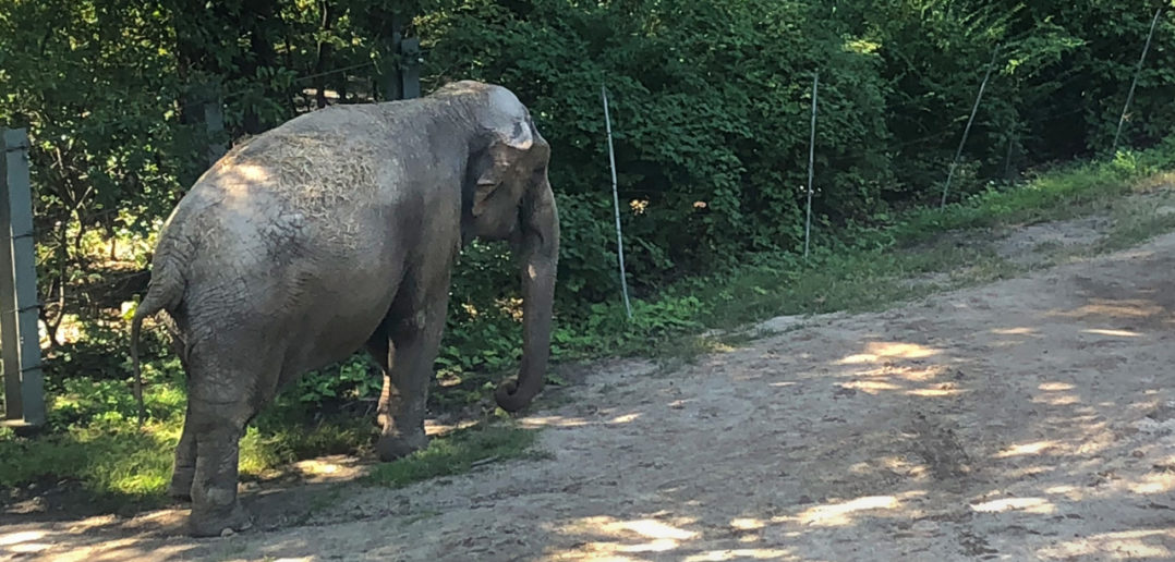 Bronx Zoo Tops List of Ten Worst Zoos for Elephants in North America