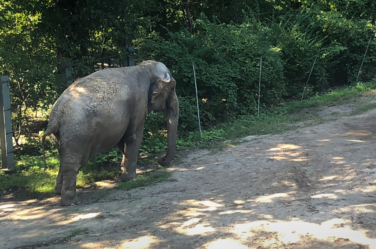 Bronx Zoo Tops List of Ten Worst Zoos for Elephants in North America