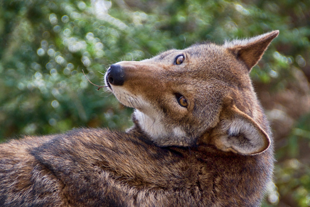 Time Running Out To Save Wild Red Wolves As National Academies Of