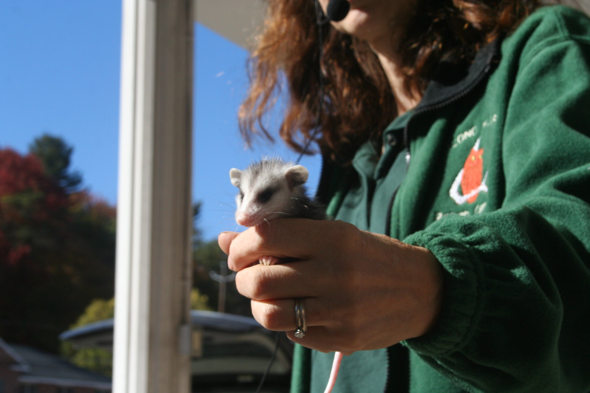 Springtime Means Wildlife Emergencies - Get the Free Wildlife 911 App