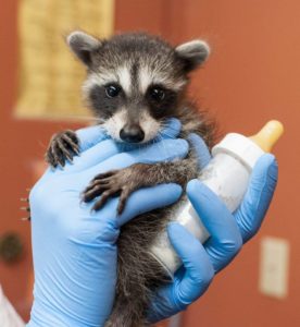 Baby raccoon in rehab care
