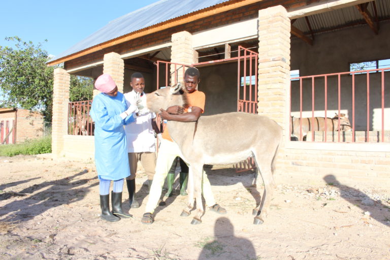 Helping to End Donkey Abuse in Tanzania