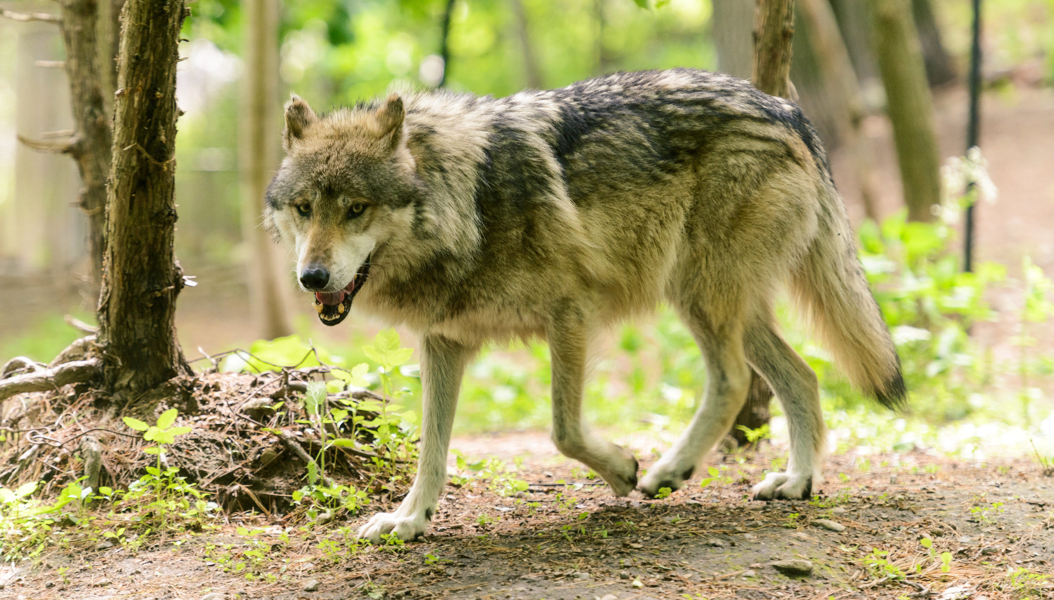 Washington Department of Fish and Wildlife Kills 3 Wild Wolves.