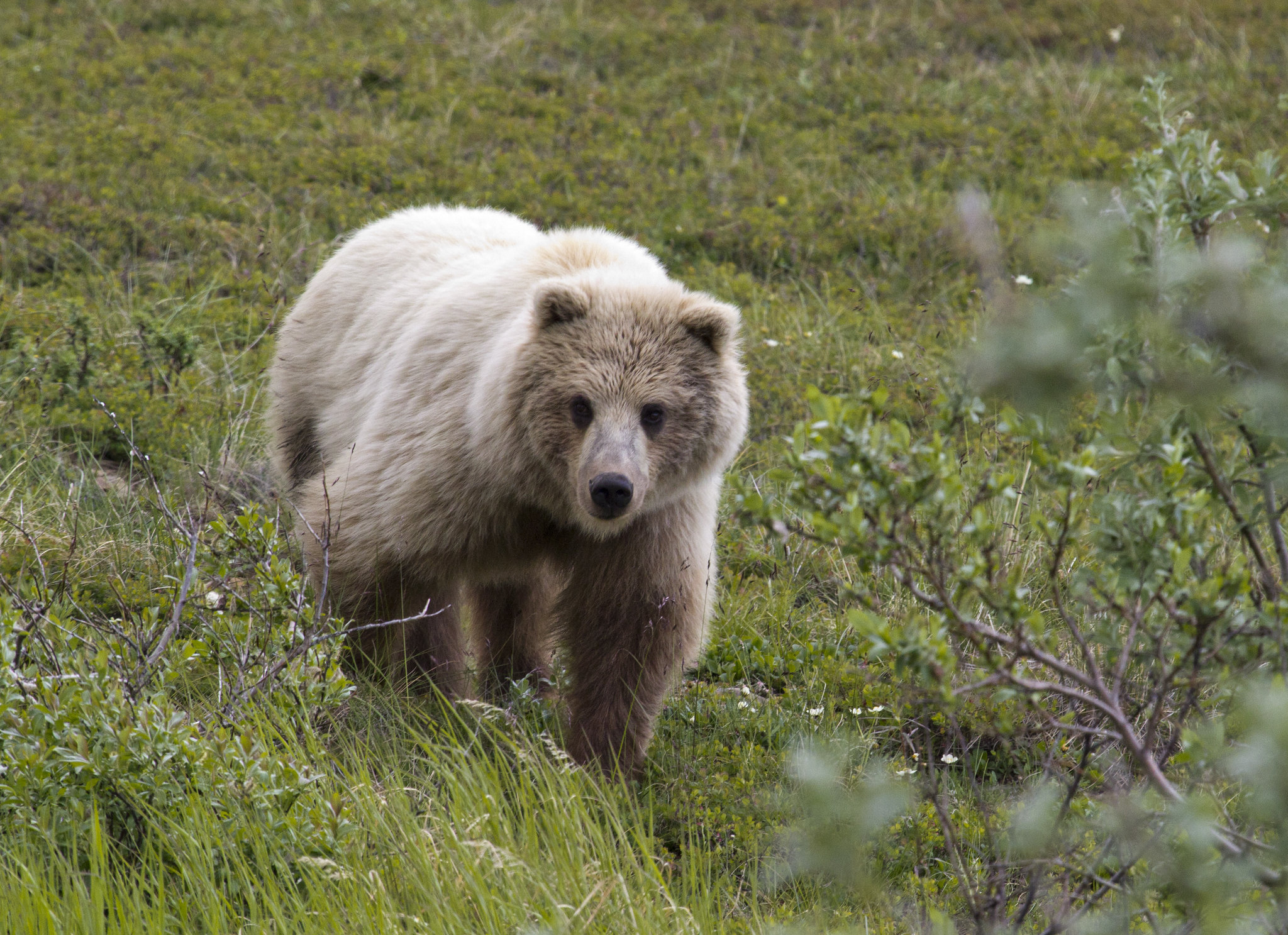 Six Animals Saved By The Endangered Species Act