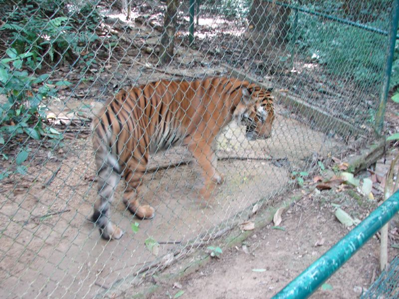 Tiger farms in Laos fuel demand for tiger parts on black market