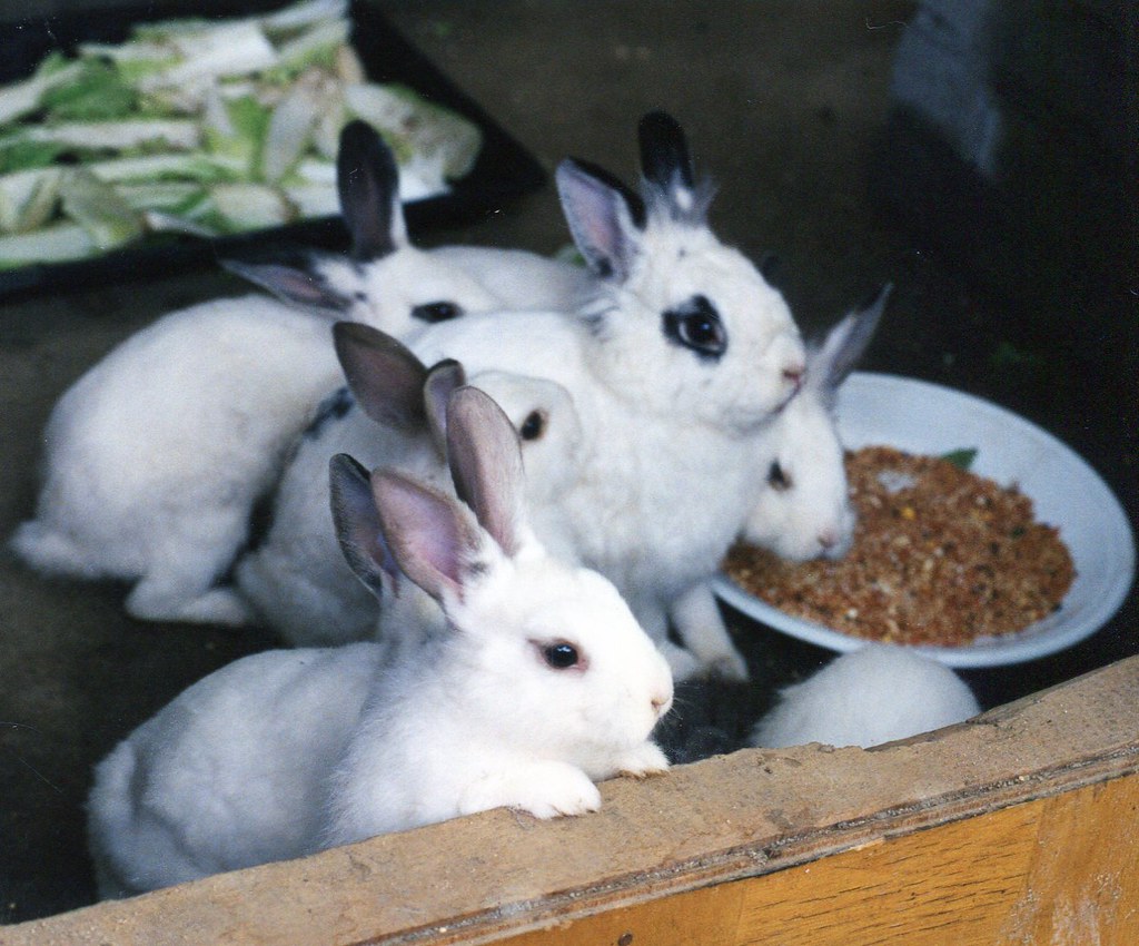 A Crisis of Unwanted and Abandoned Rabbits