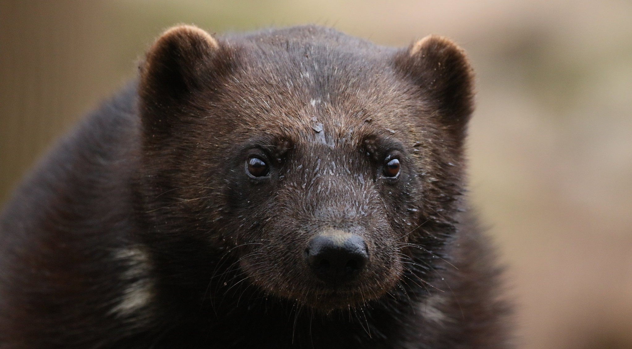 Keeping the Wolverine Wild in a Climate Crisis