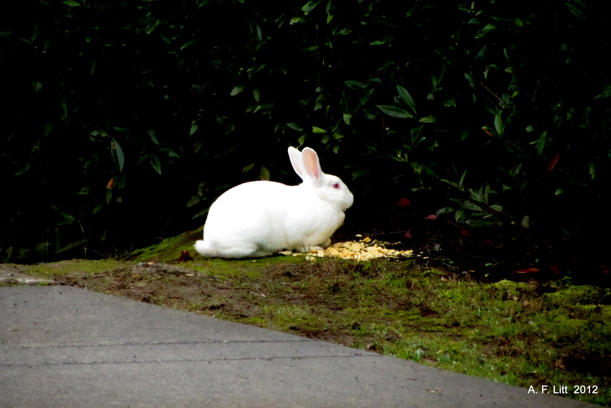 A Crisis of Unwanted and Abandoned Rabbits