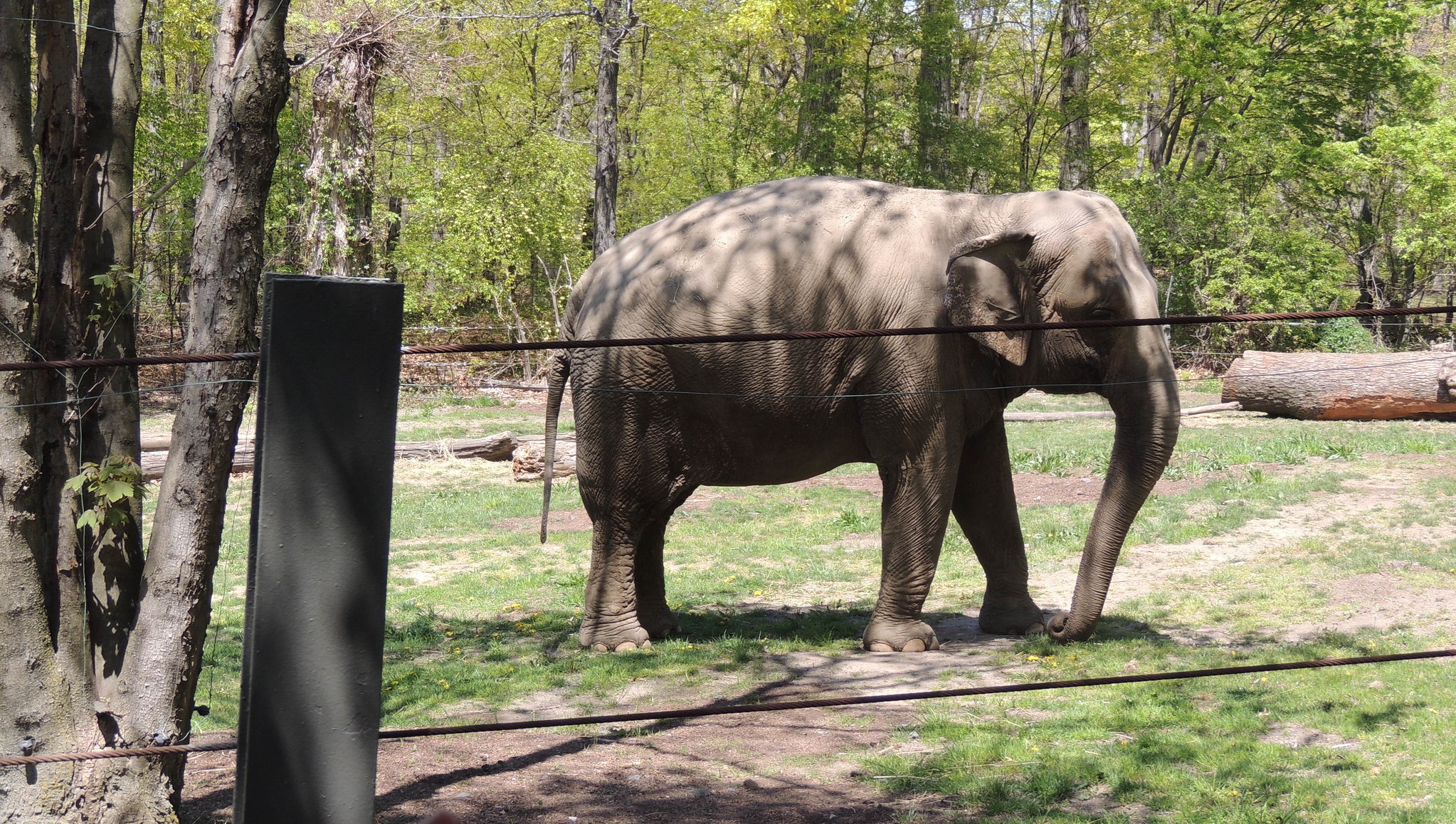 Bronx Zoo Sued Over Elephant Treatment