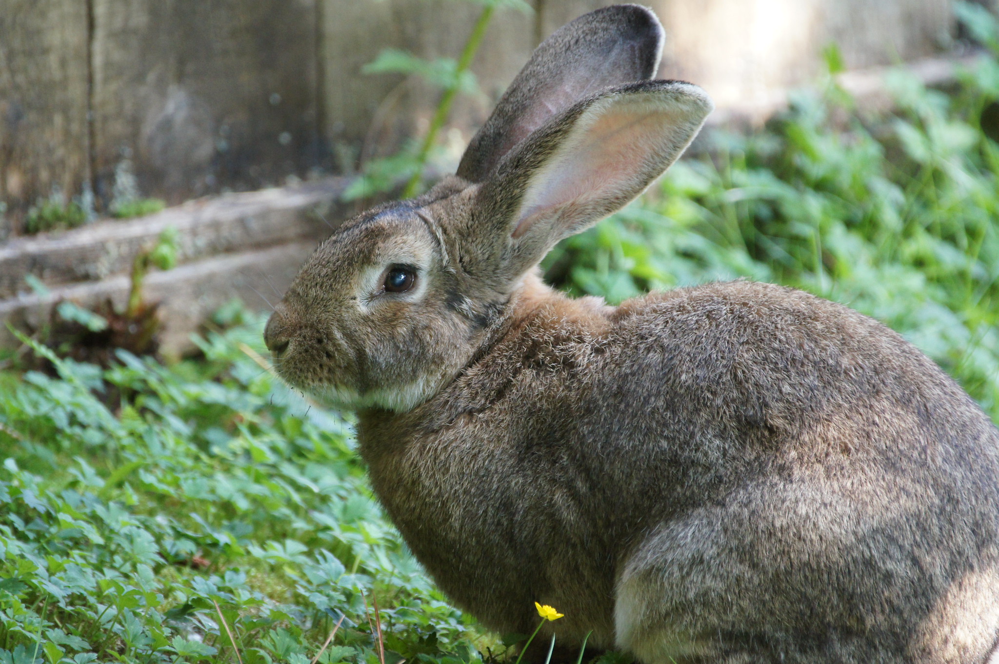 A Crisis of Unwanted and Abandoned Rabbits