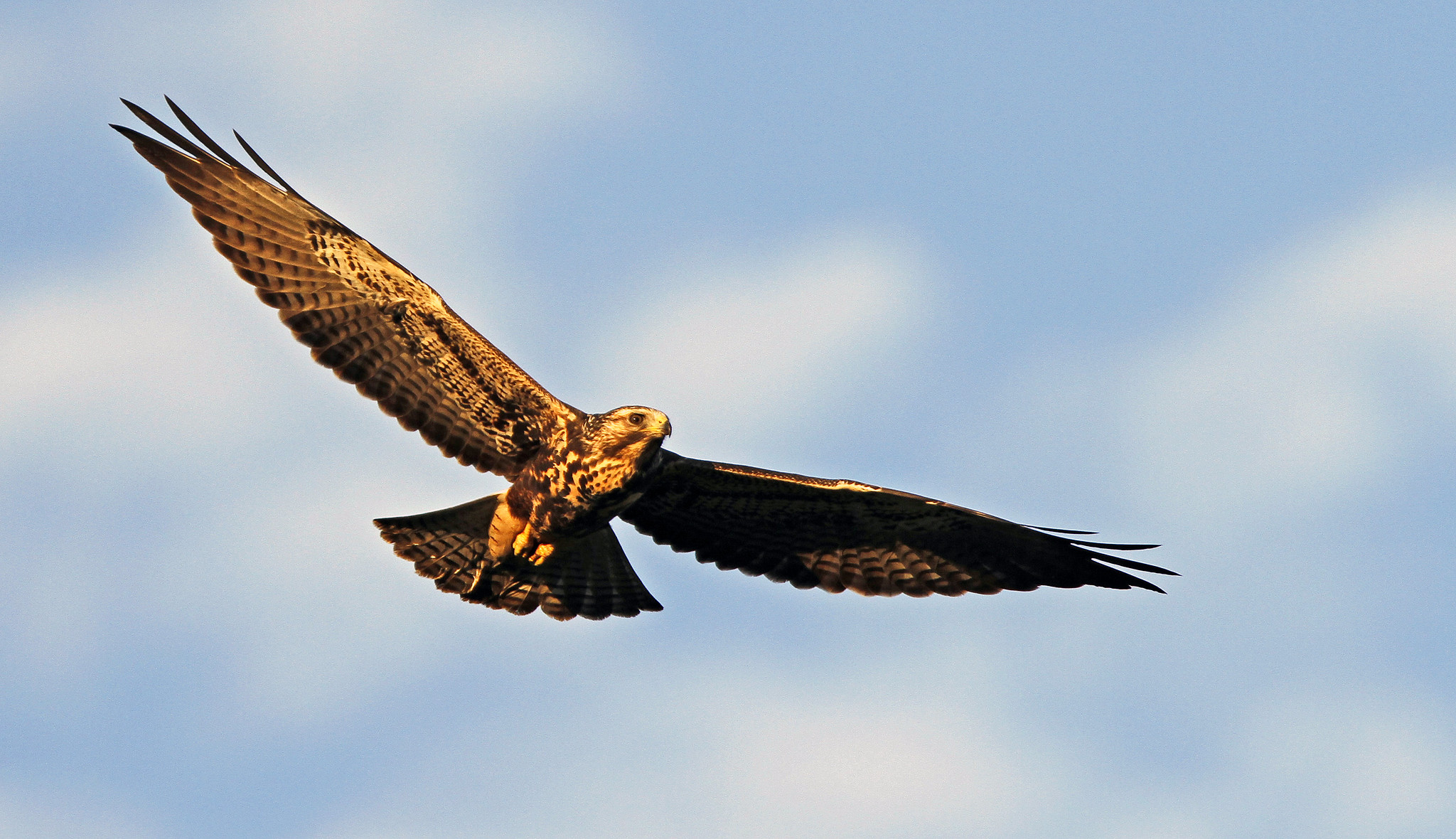 The California Migratory Bird Protection Act Will Save Hundreds of