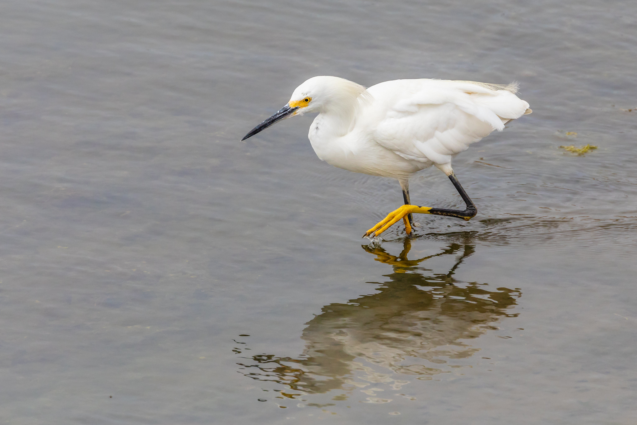 The California Migratory Bird Protection Act Will Save Hundreds of