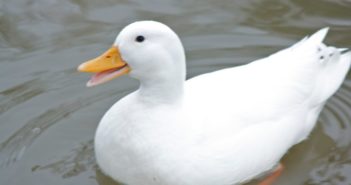 New York City Bans Foie Gras!