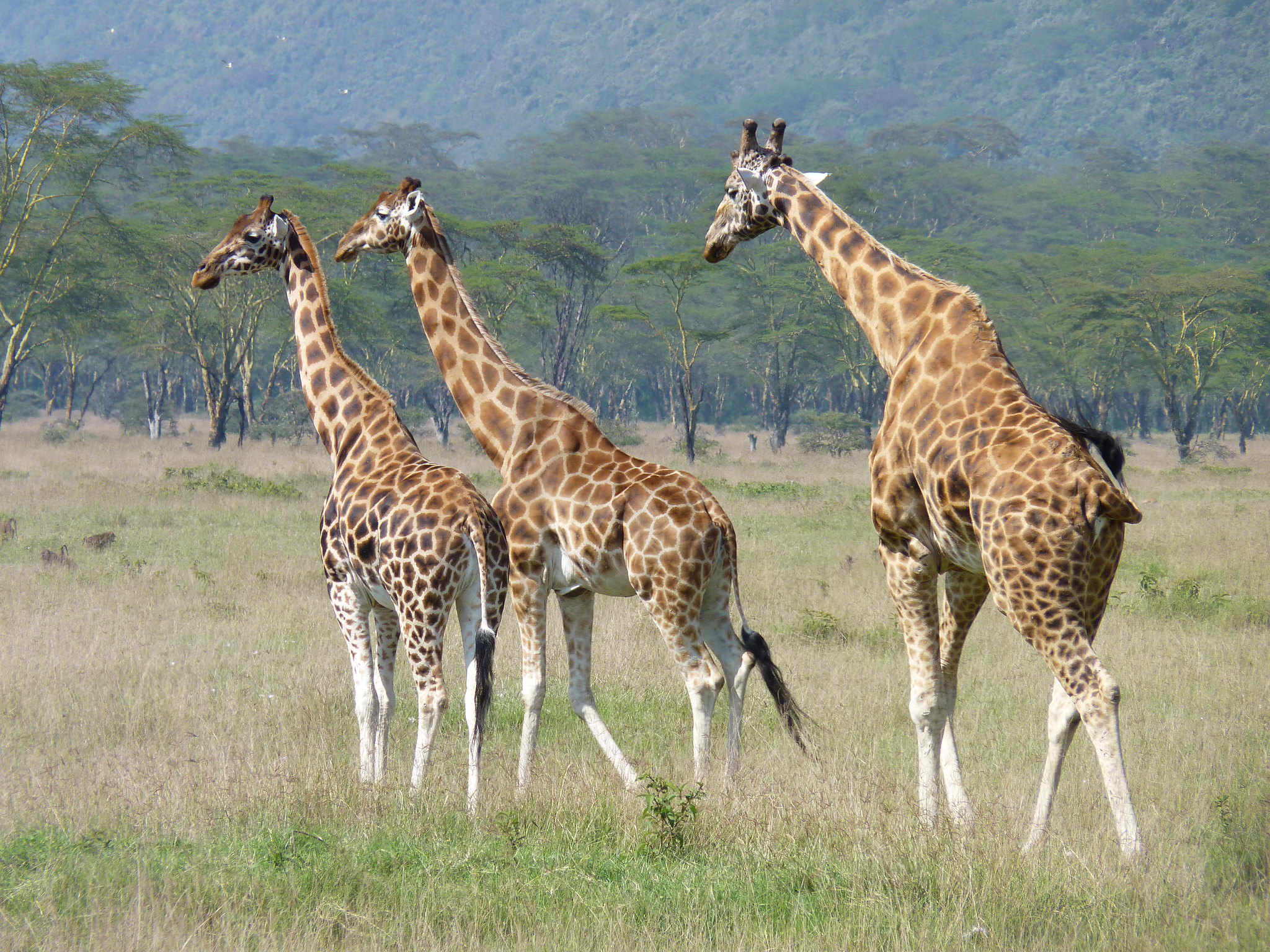 south-africa-reclassifies-33-wild-species-as-farm-animals