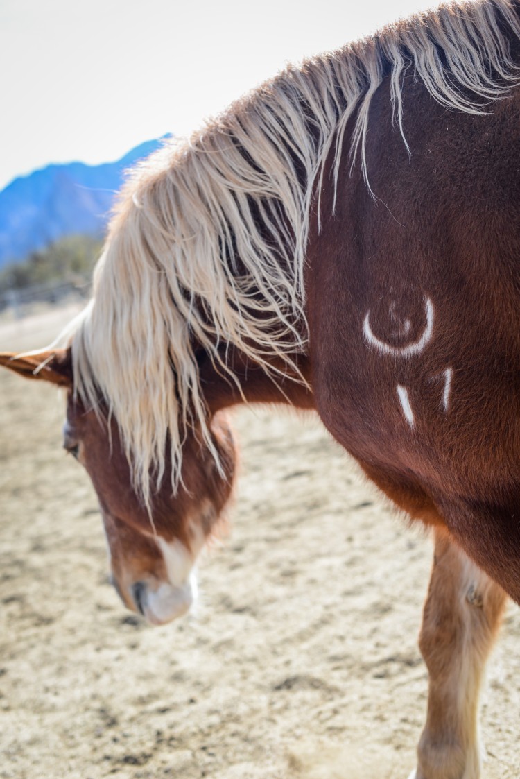 Premarin Drugs Mean LifeLong Suffering for Horses
