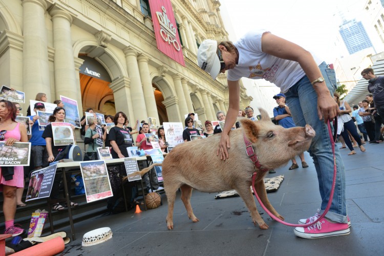 write a persuasive speech about promoting the animal rights