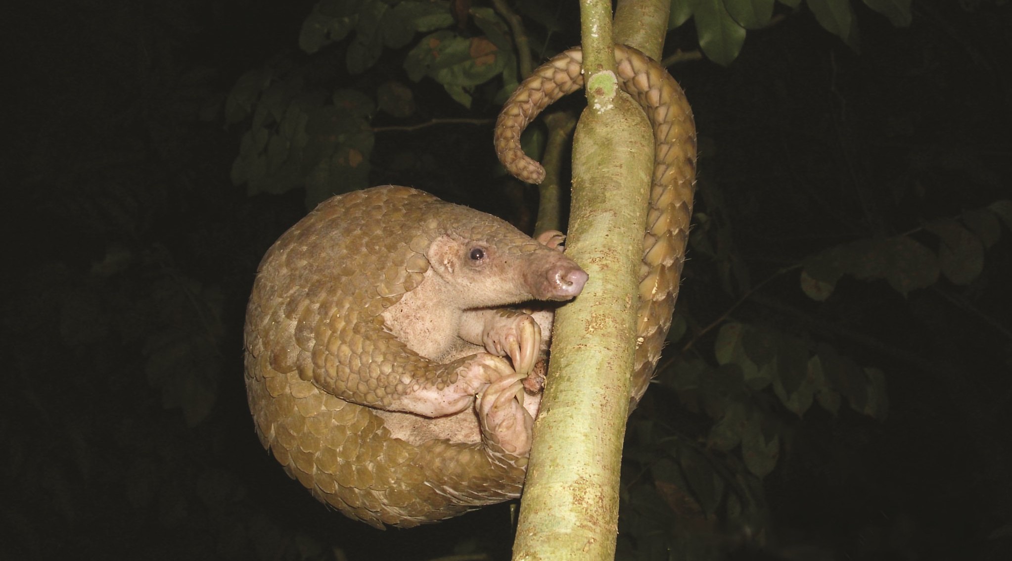 Illegal Trade Pushes Three Pangolin Species Further Up the Risk Register