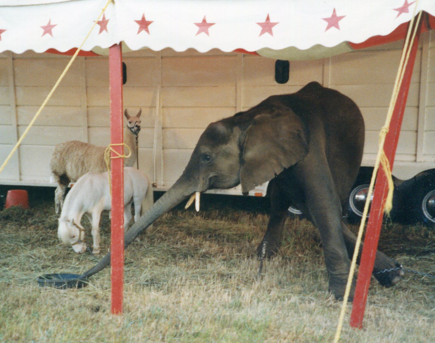 Cruelty as ‘Entertainment’ Circuses and Performing Animal Shows