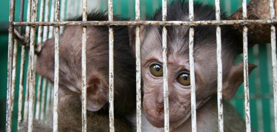 Coalition of Animal Welfare Organizations Releases Statement on Asia’s