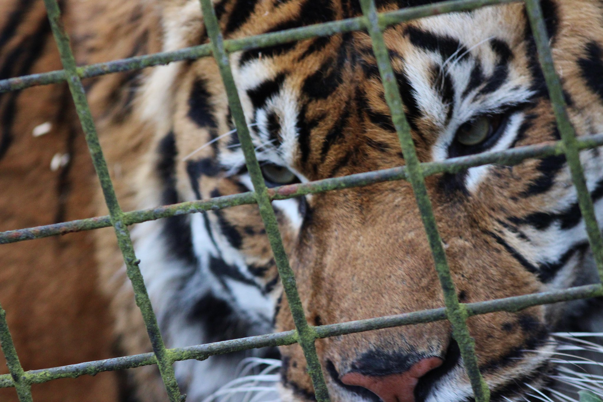 Королевские тигры животные. Клетка тигра 3. Ферма тигров в Крыму.