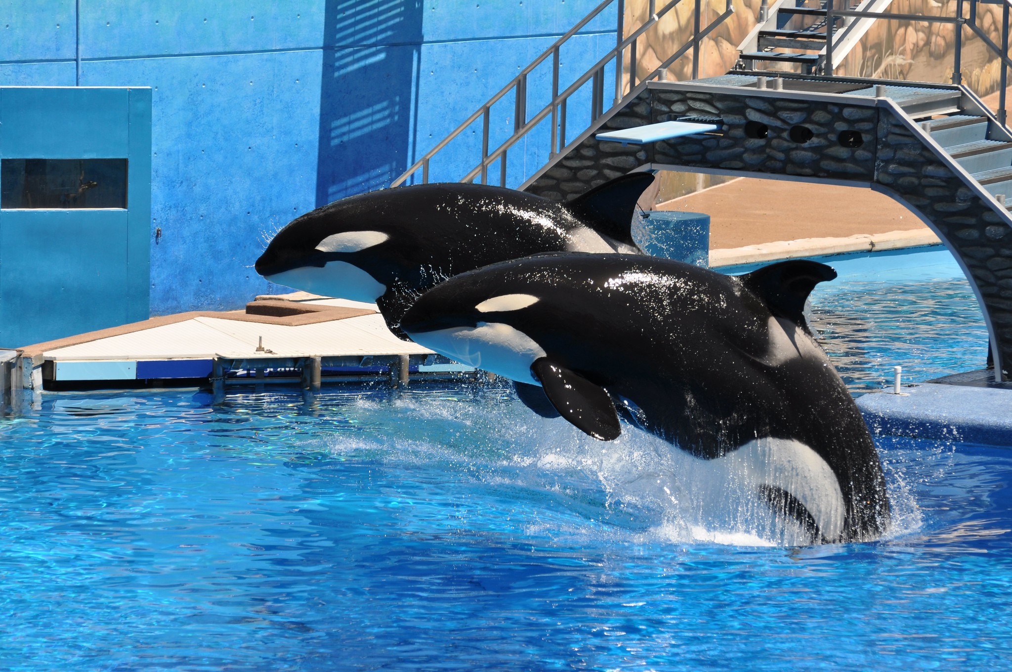 marine-mammal-captivity-is-deeply-cruel