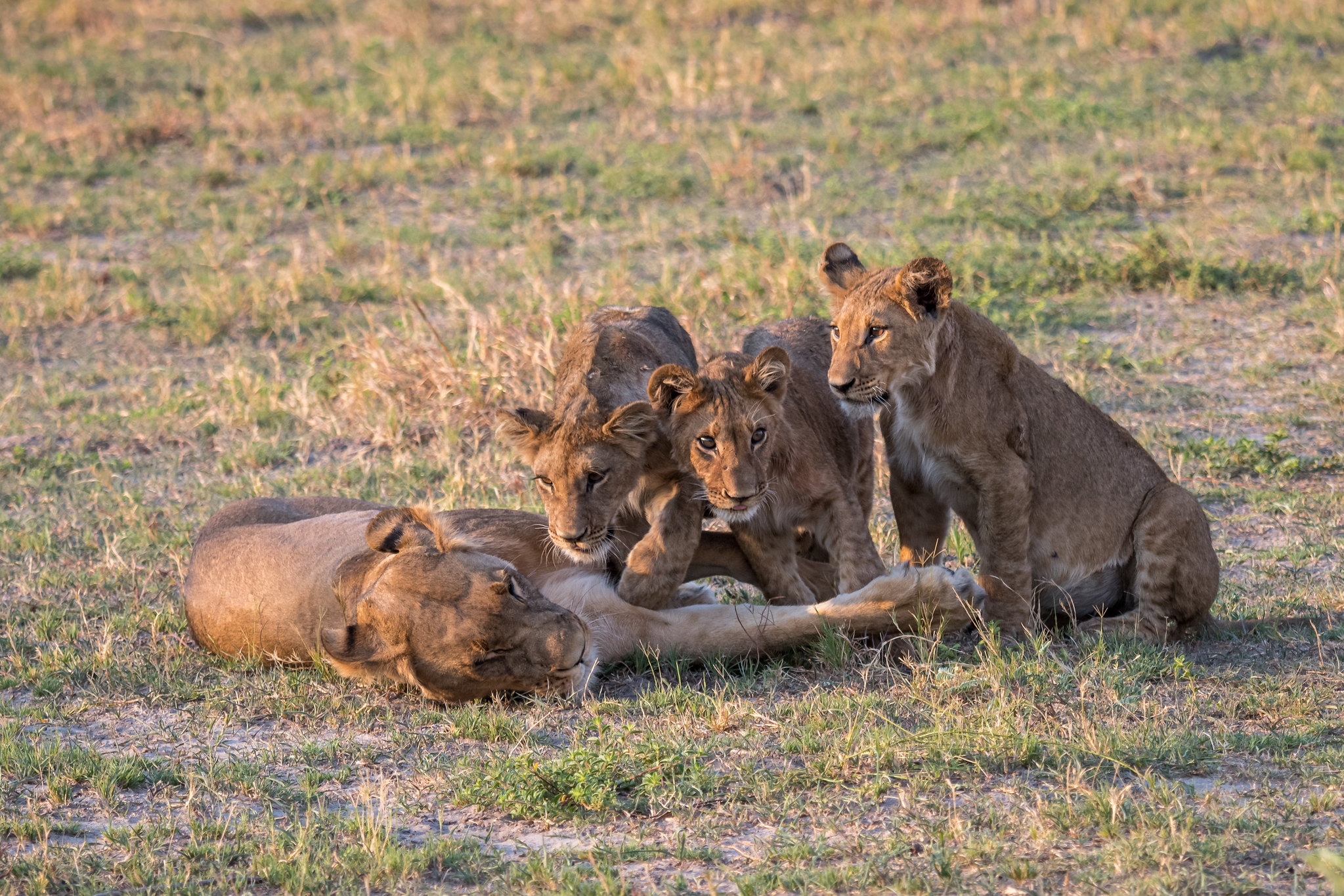 Is the King of Beasts Headed Towards Extinction?